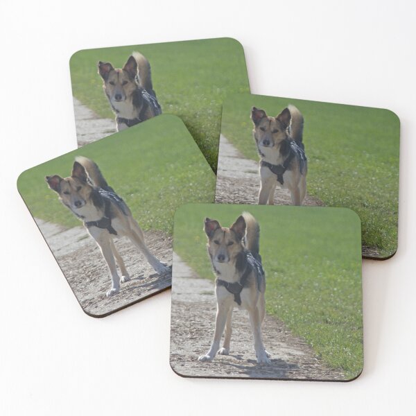 Artikelvorschau, Junger Hund entworfen und verkauft von Calidris Fotografie Steffi & Ben Köppler.