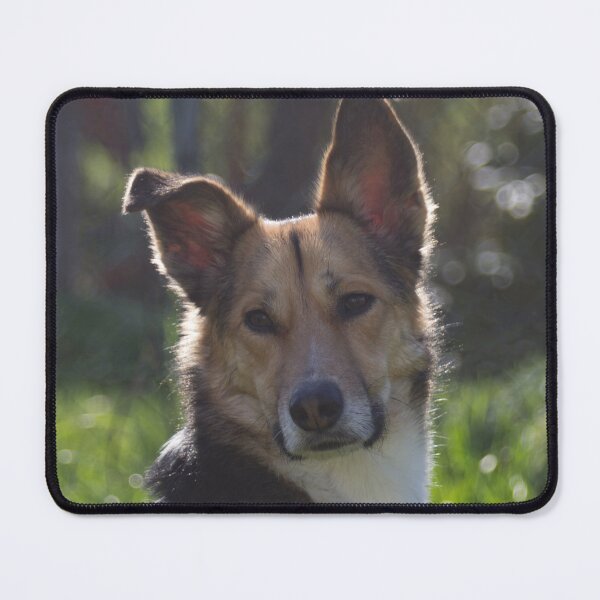Item preview, A Serious looking Dog designed and sold by Calidris Fotografie Steffi & Ben Köppler.