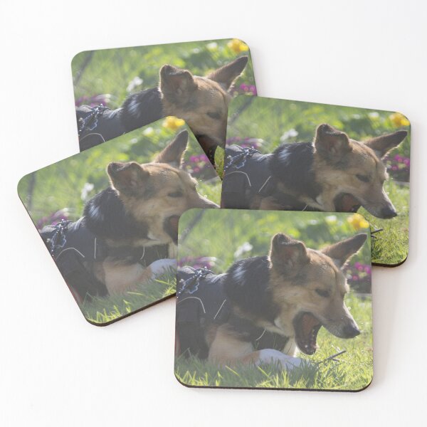 Item preview, Young Dog Playing with a Stick designed and sold by Calidris Fotografie Steffi & Ben Köppler.