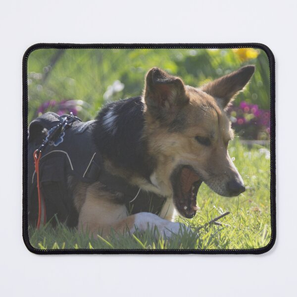 Item preview, Young Dog Playing with a Stick designed and sold by Calidris Fotografie Steffi & Ben Köppler.