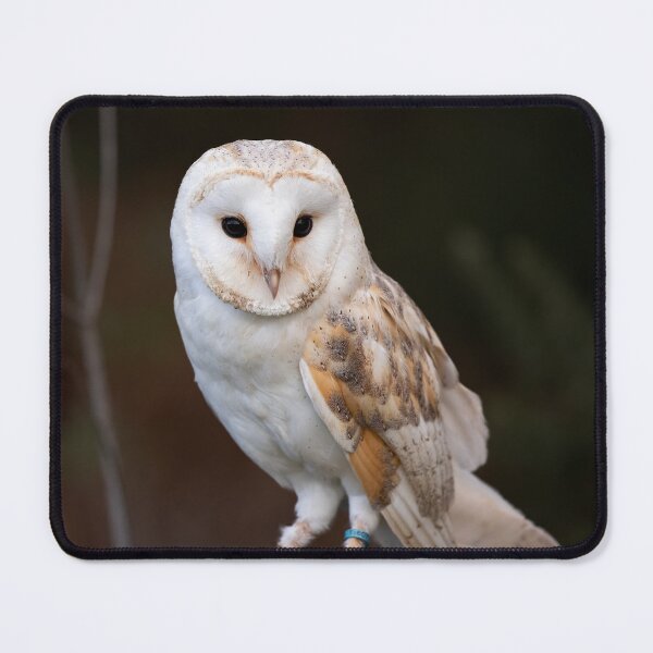Item preview, Barn Owl perched on a gate designed and sold by RedGrouse.