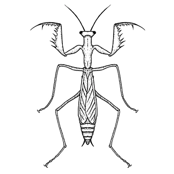 Artwork thumbnail, Mantodea by GraphicalUI