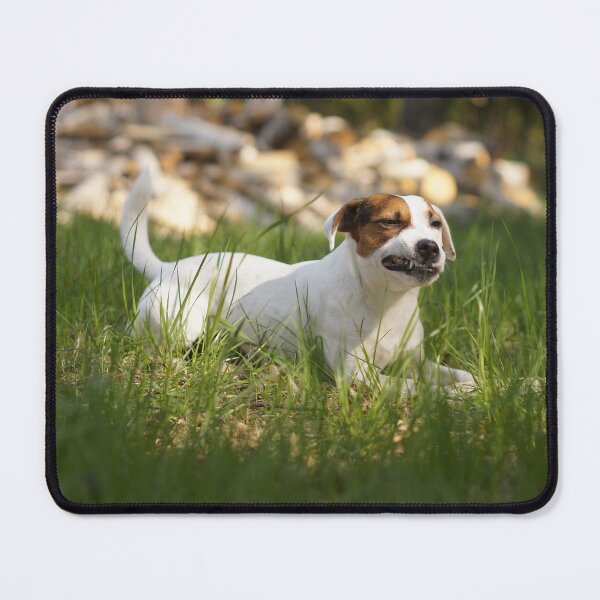 Item preview, Cute terrier showing some teeth designed and sold by riku05830.