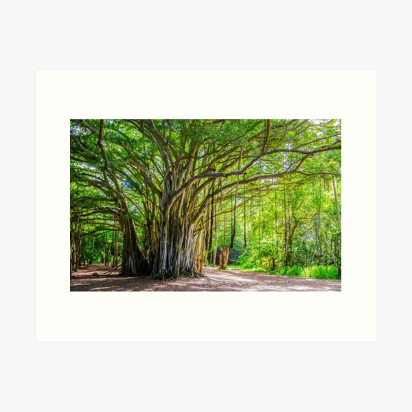Item preview, The Banyan tree  designed and sold by KRBailey.