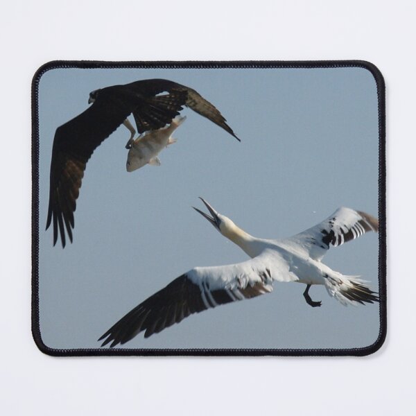 Item preview, Osprey and Gannet - Wild Bird Photography designed and sold by SavvySeller.
