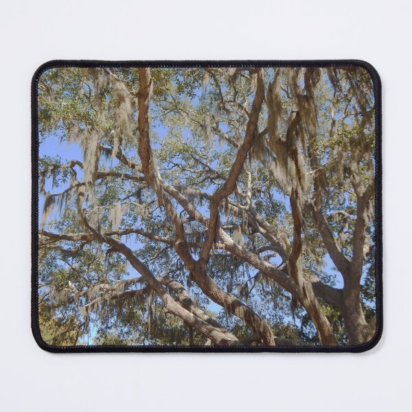 Item preview, Live Oak Tree Draped in Spanish Moss designed and sold by gistinker.