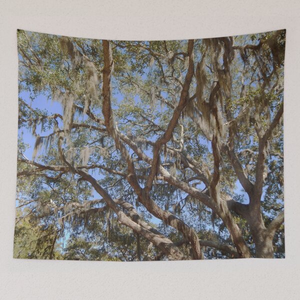 Item preview, Live Oak Tree Draped in Spanish Moss designed and sold by gistinker.