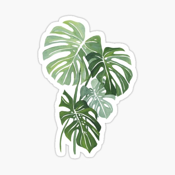Monstera Leaves Sticker