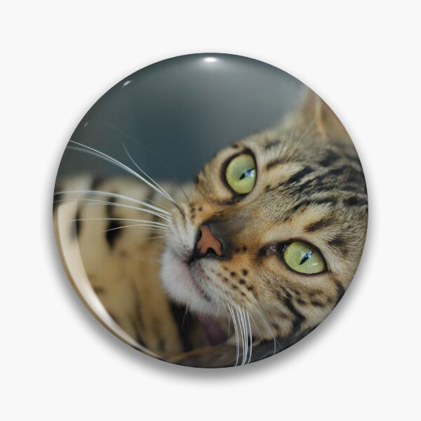 Artikelvorschau, Königin-Bengal-Katze entworfen und verkauft von myhuskymax.