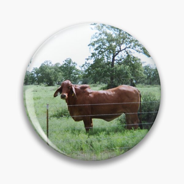 Item preview, Brahman Cow Photo designed and sold by TheAnimalZ00.