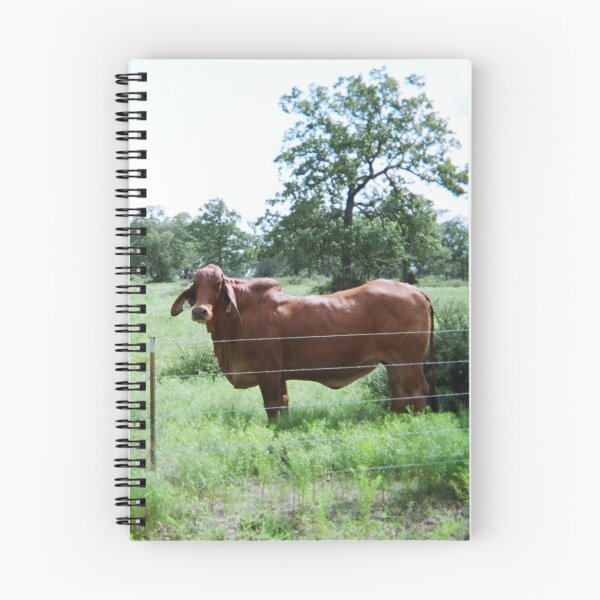 Item preview, Brahman Cow Photo designed and sold by TheAnimalZ00.