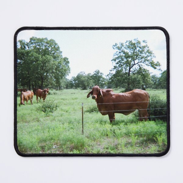 Item preview, Brahman Cow Photo designed and sold by TheAnimalZ00.