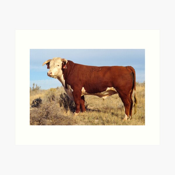 Item preview, Hereford Cow Photo designed and sold by TheAnimalZ00.