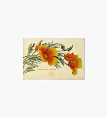 Greetings from California, 1903 vintage design Art Board