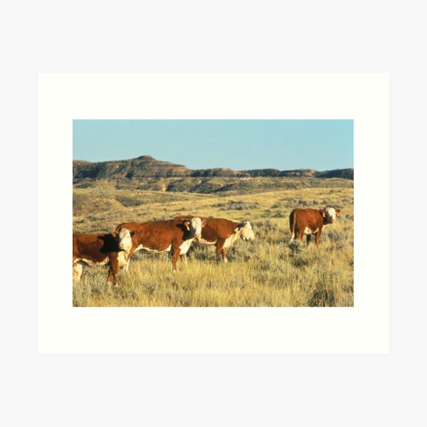 Item preview, Photo de vaches Hereford dans le champ designed and sold by TheAnimalZ00.