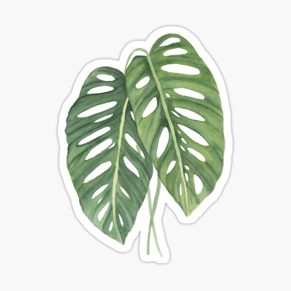 Stickers Trio de Feuilles, Stickers Monstera