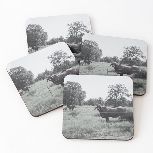 Item preview, Black and White Brahman Cow Photo designed and sold by TheAnimalZ00.