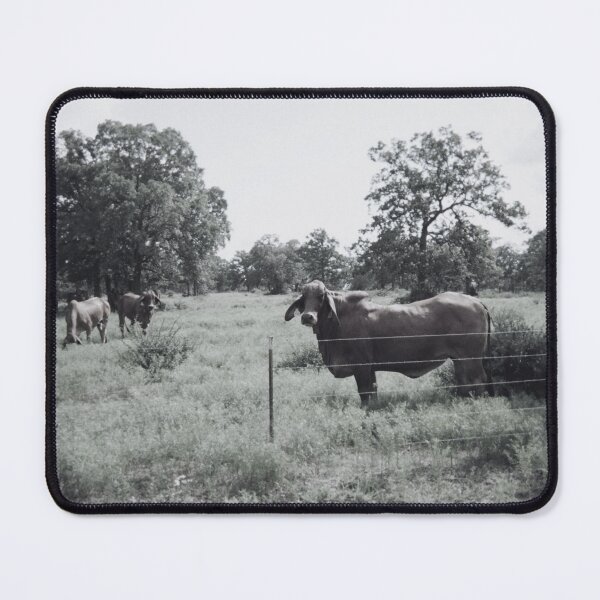 Item preview, Black and White Brahman Cow Photo designed and sold by TheAnimalZ00.
