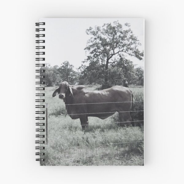 Item preview, Black and White Brahman Cow Photo designed and sold by TheAnimalZ00.
