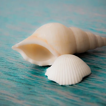 Artwork thumbnail, Shell Game by Roselyn Shoko