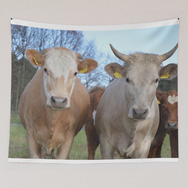 Item preview, Simmental Cows Photo designed and sold by TheAnimalZ00.