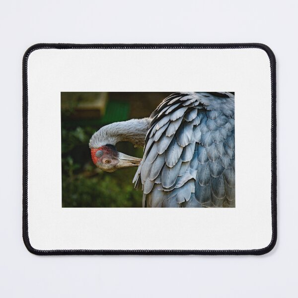 Item preview, Preening Brolga designed and sold by PVphotography.