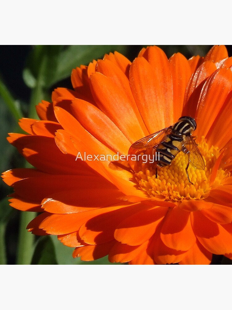The Bug by Alexanderargyll