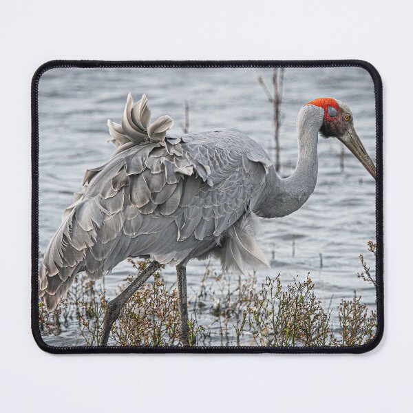 Item preview, Brolga in the wind. designed and sold by PVphotography.