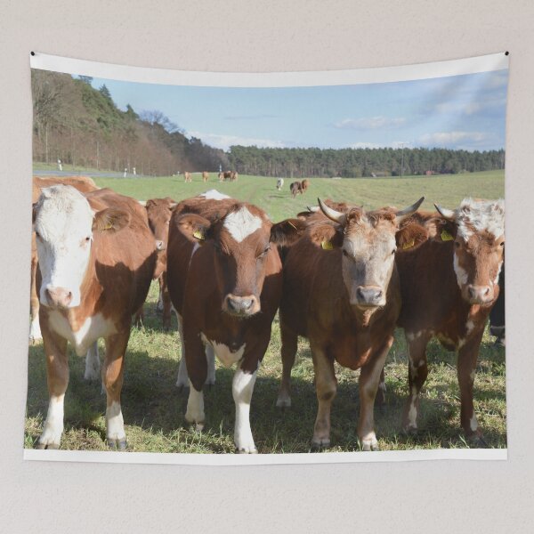 Item preview, Simmental Cattle Photo designed and sold by TheAnimalZ00.