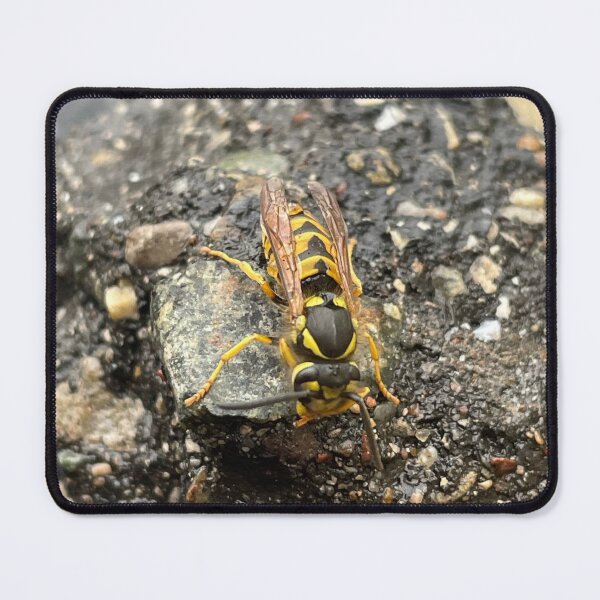 Item preview, Stone wasp designed and sold by Sunnella.