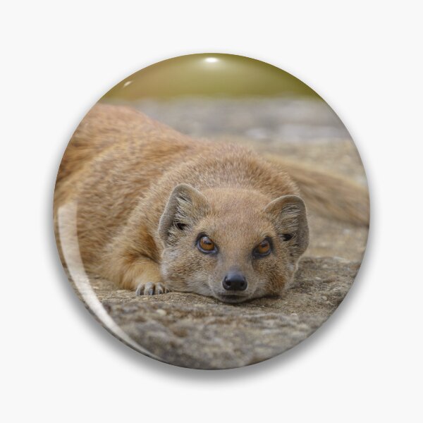 Item preview, The Mongoose's Gaze designed and sold by rawshutterbug.