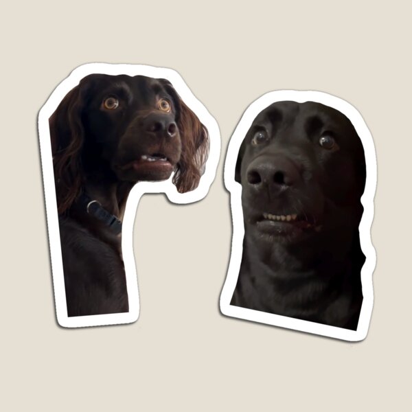 Election Season Dog On Fire Meme Sticker - Election Season Dog On Fire Meme  This Is Fucked - Discover & Share GIFs