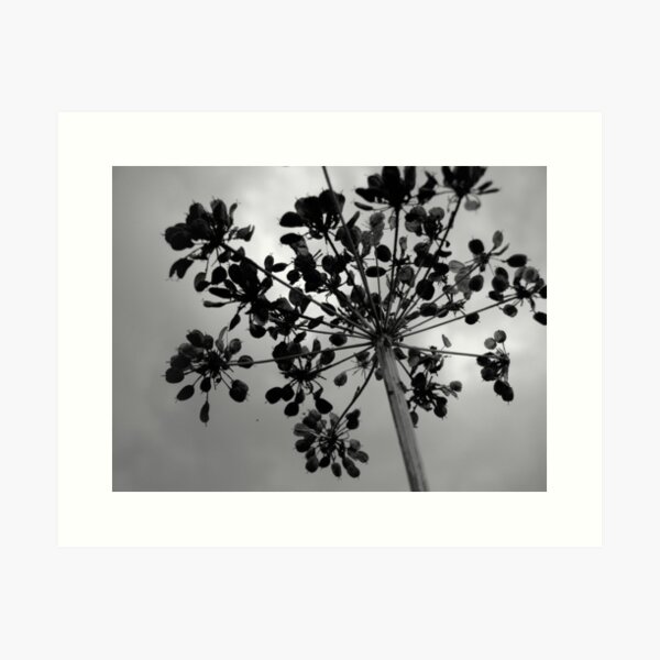 Seedhead Art Print