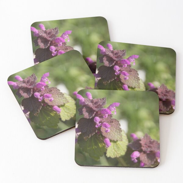 Item preview, Red Dead Nettle designed and sold by Calidris Fotografie Steffi & Ben Köppler.