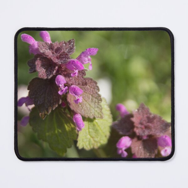 Item preview, Red Dead Nettle designed and sold by Calidris Fotografie Steffi & Ben Köppler.