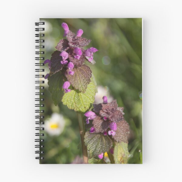Item preview, Red Dead Nettle 2 designed and sold by Calidris Fotografie Steffi & Ben Köppler.