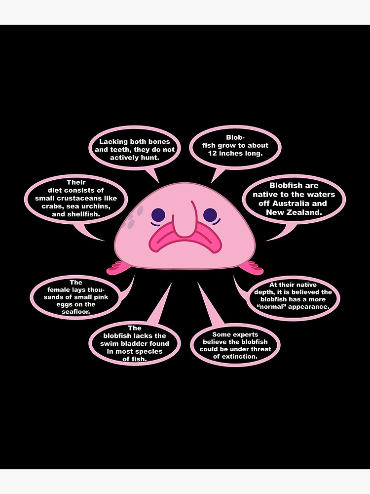 Blobfish - Animal Facts for Kids - Characteristics & Pictures
