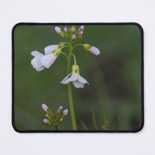 Item preview, Cuckoo's Flower designed and sold by Calidris Fotografie Steffi & Ben Köppler.