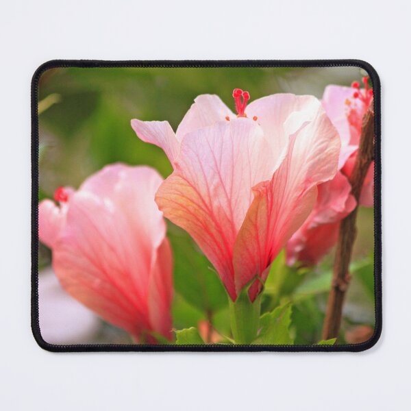Item preview, hibiscus designed and sold by Tereza Pilar  Art.