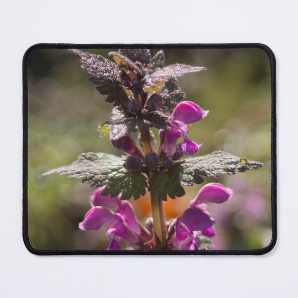 Item preview, Red Dead Nettle 3 designed and sold by Calidris Fotografie Steffi & Ben Köppler.