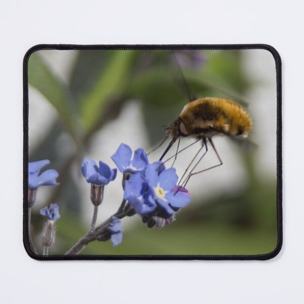 Item preview, Bee fly and forget-me-not 2 designed and sold by Calidris Fotografie Steffi & Ben Köppler.
