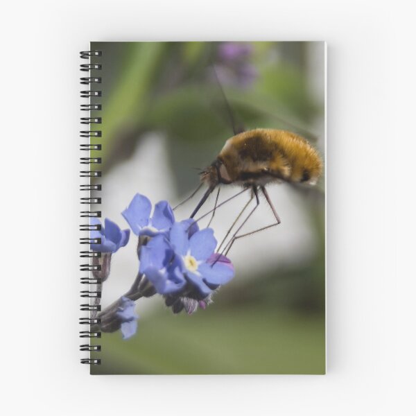 Item preview, Bee fly and forget-me-not 2 designed and sold by Calidris Fotografie Steffi & Ben Köppler.