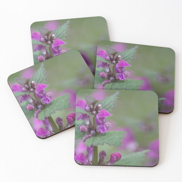 Item preview, Spotted Dead Nettle designed and sold by Calidris Fotografie Steffi & Ben Köppler.