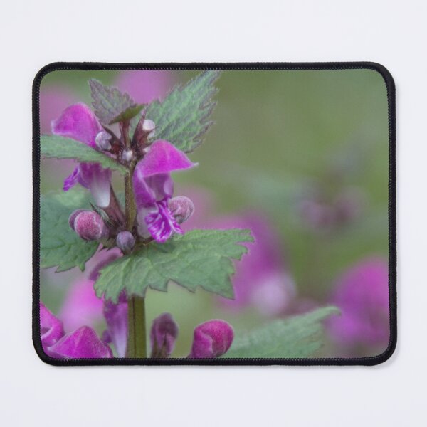 Item preview, Spotted Dead Nettle designed and sold by Calidris Fotografie Steffi & Ben Köppler.