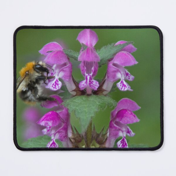 Item preview, Large Garden Bumblebee on Spotted Dead Nettle designed and sold by Calidris Fotografie Steffi & Ben Köppler.