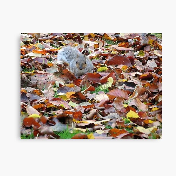 Autumn in Northampton Canvas Print