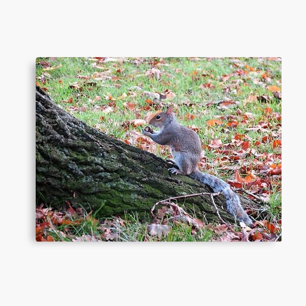 Autumn in Northampton Canvas Print