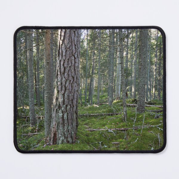Item preview, Old pines of Multiharju designed and sold by Jouko Lehto Photography.