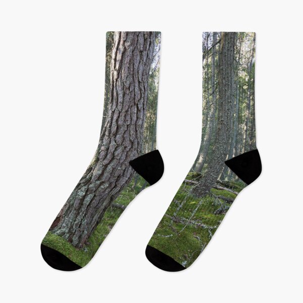 Item preview, Old pines of Multiharju designed and sold by Jouko Lehto Photography.
