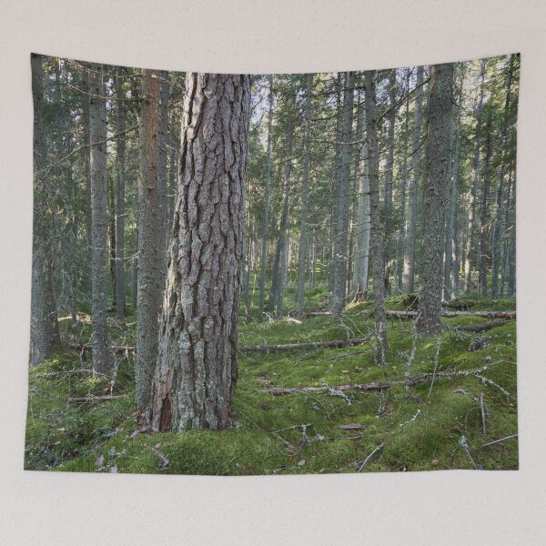 Item preview, Old pines of Multiharju designed and sold by Jouko Lehto Photography.